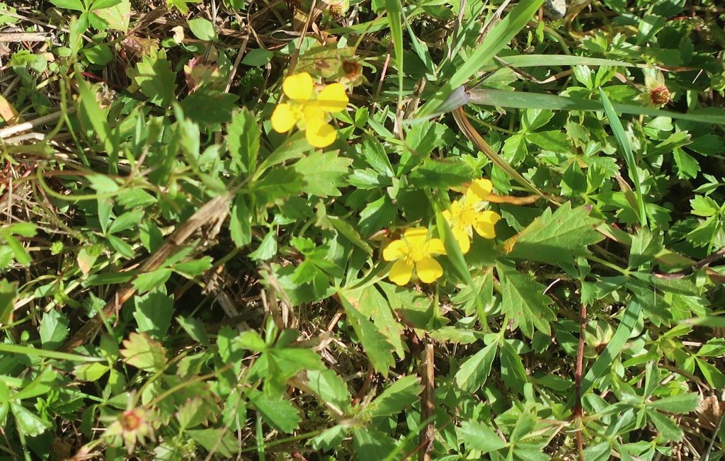 Potentilla anglica 4_2024-09-29_Ludwigsstadt.jpg