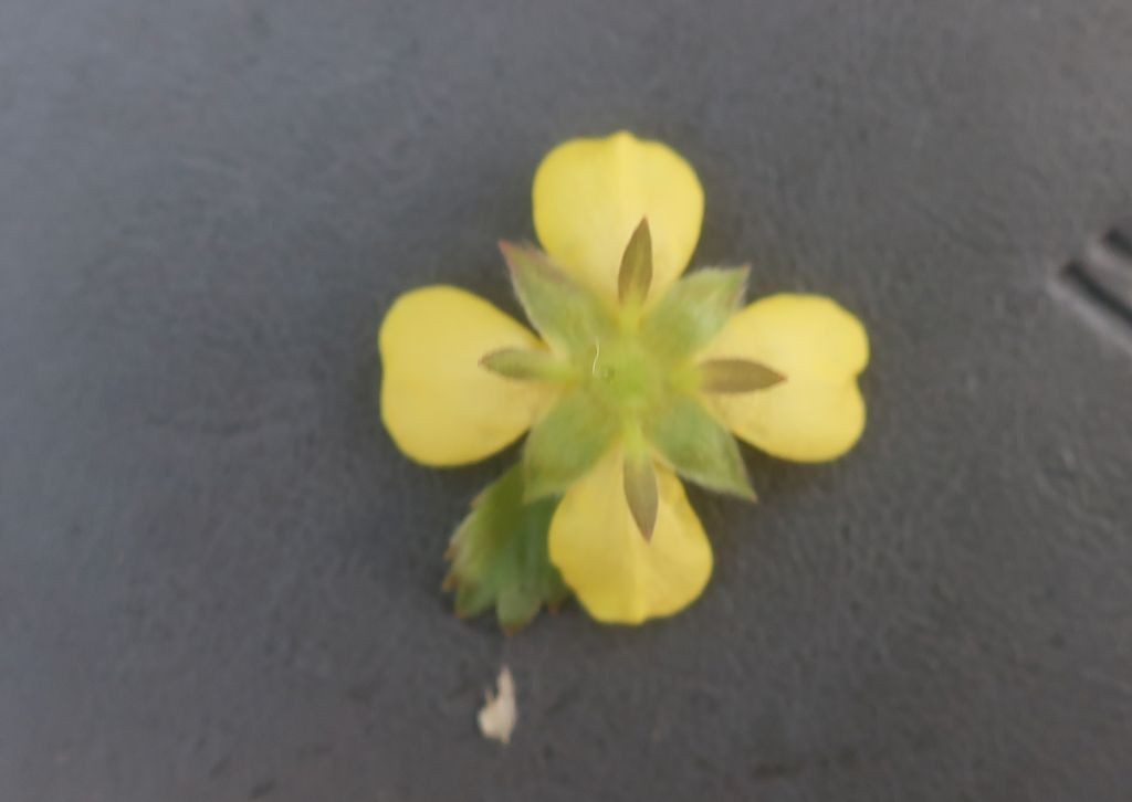 Potentilla anglica 5_2024-09-29_Ludwigsstadt.jpg