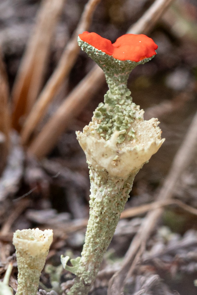 _Forsinard__MG_3538_1.jpg