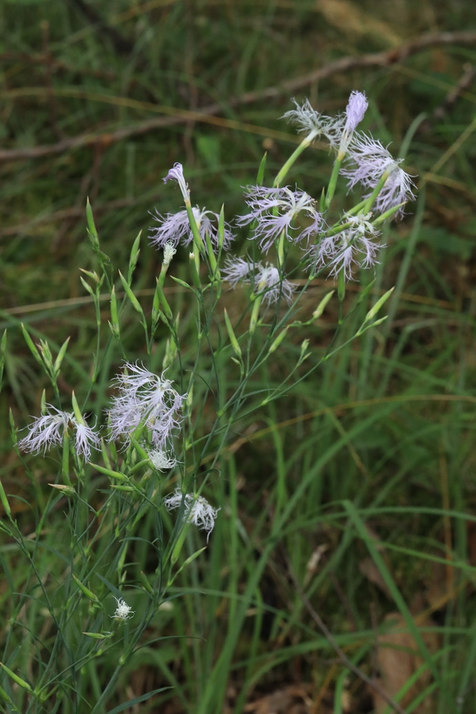 k-Dianthus superbus ssp aestivalis_01.jpg