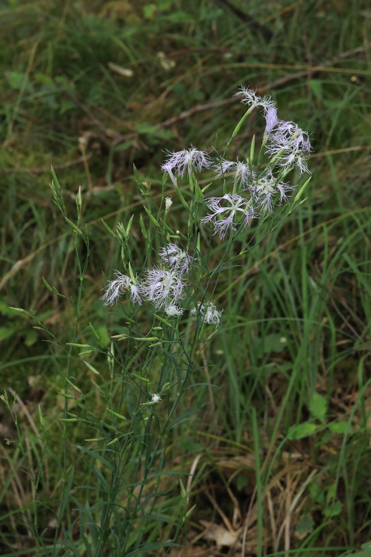 k-Dianthus superbus ssp aestivalis_02.jpg