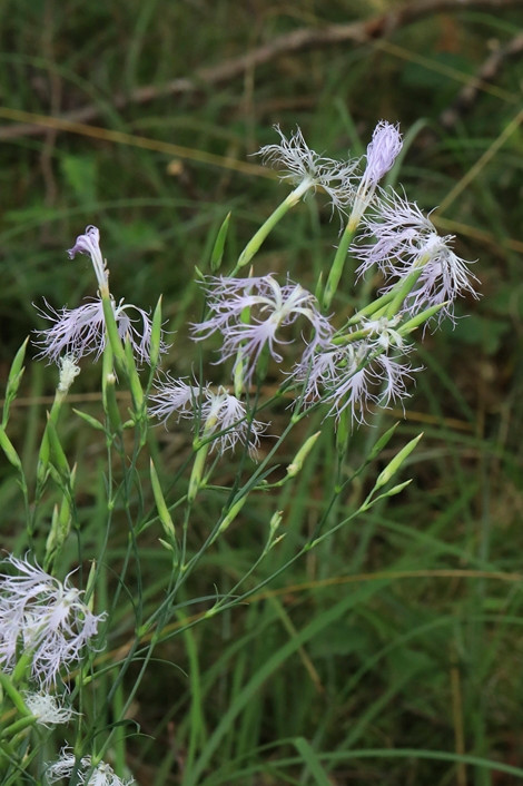 k-Dianthus superbus ssp aestivalis_03.JPG