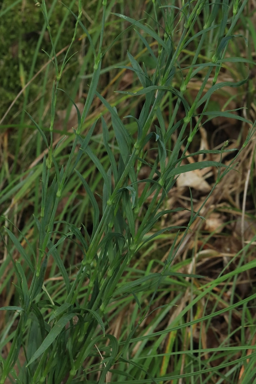k-Dianthus superbus ssp aestivalis_04.jpg