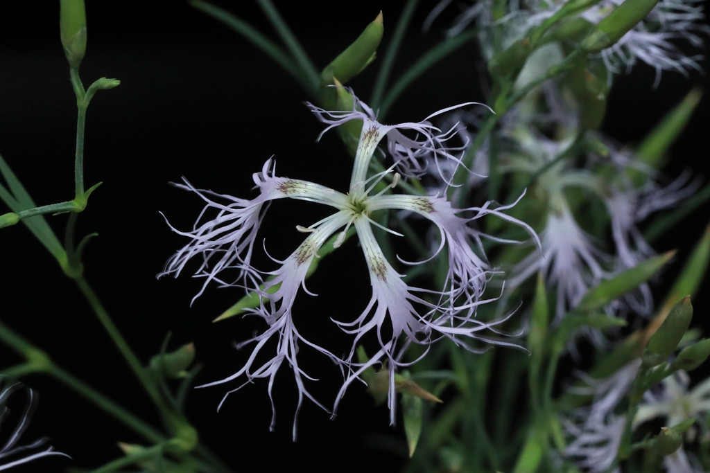 k-Dianthus superbus ssp aestivalis_07a.JPG
