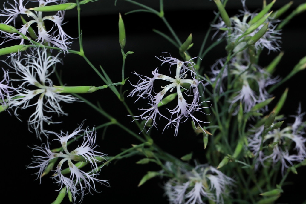k-Dianthus superbus ssp aestivalis_08.JPG