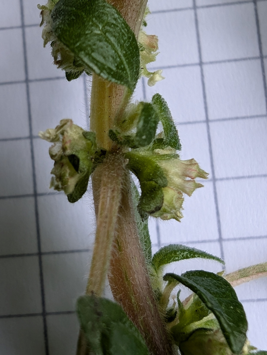 Parietaria2.jpg