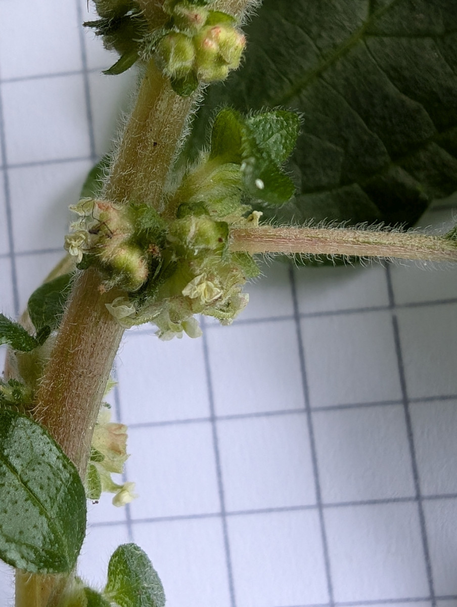 Parietaria3.jpg