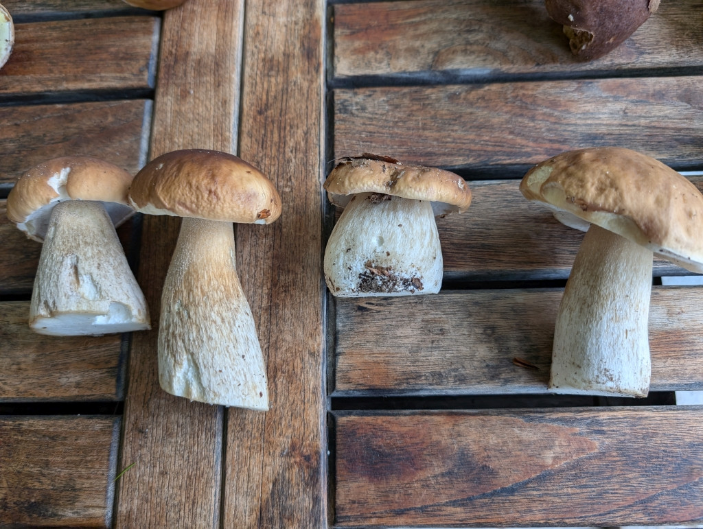 Steinpilz_hell.jpg