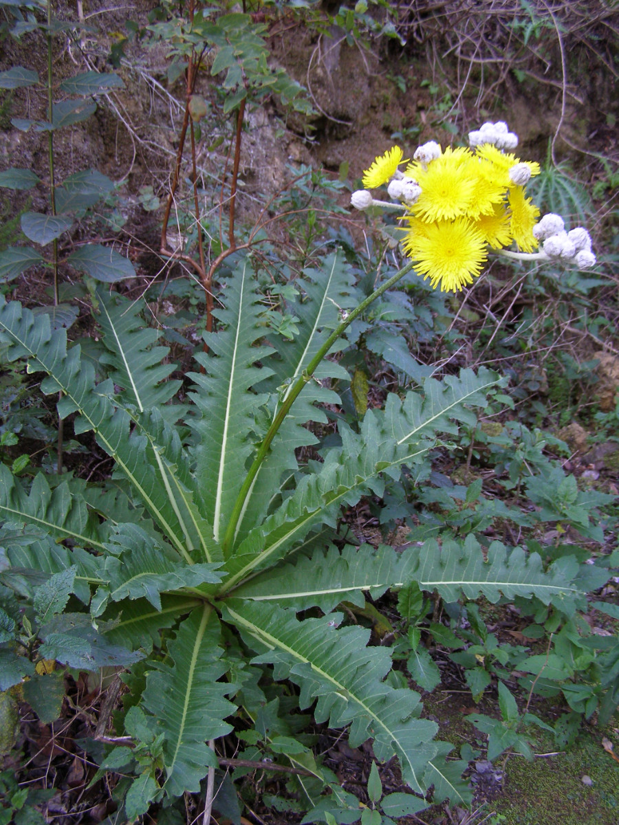 Sonchus acaulis.JPG