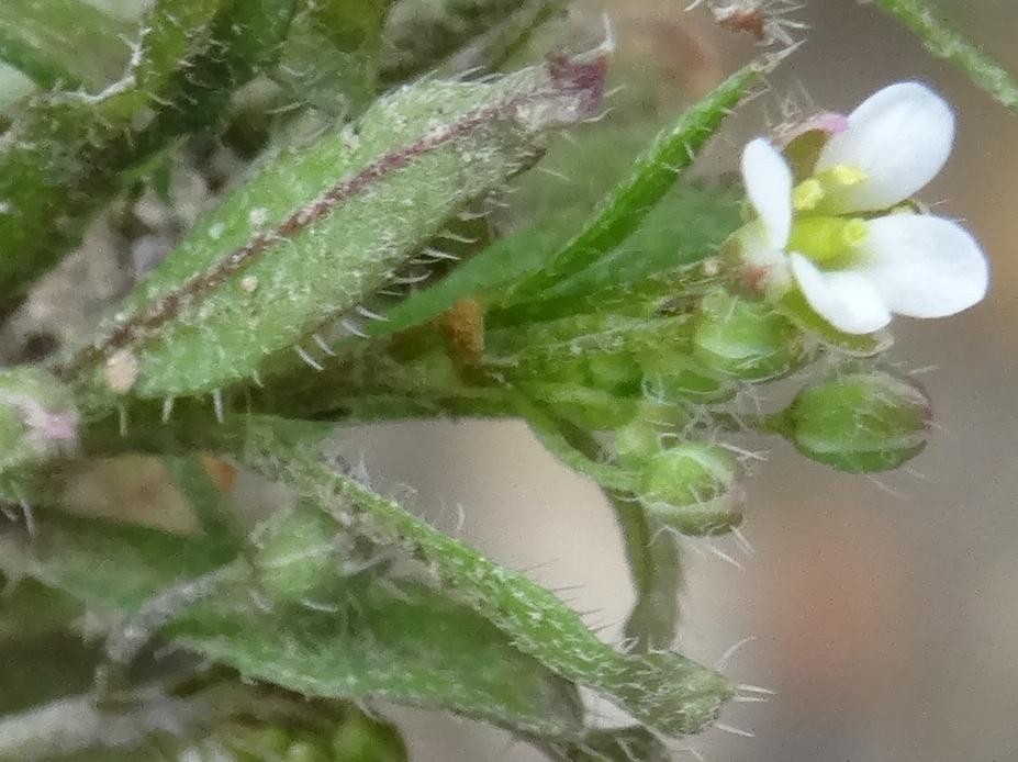 (2) Blüte und Blätter.jpg