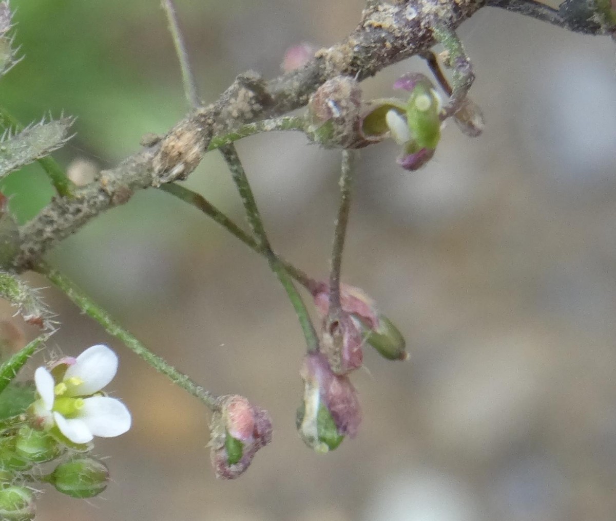 (3) Blüte  und Früchte.jpg