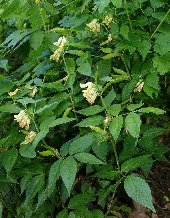 P1610006_xx.jpg