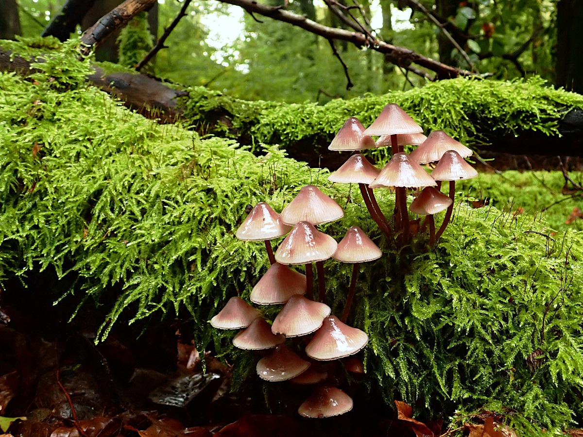 07_Mycena haematopus_10-2023.jpg