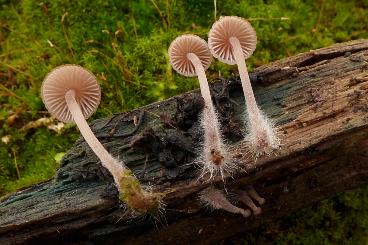 06_Mycena haematopus_11-2018.jpg
