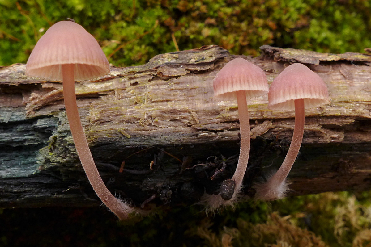 05_Mycena haematopus-b_11-2018.jpg