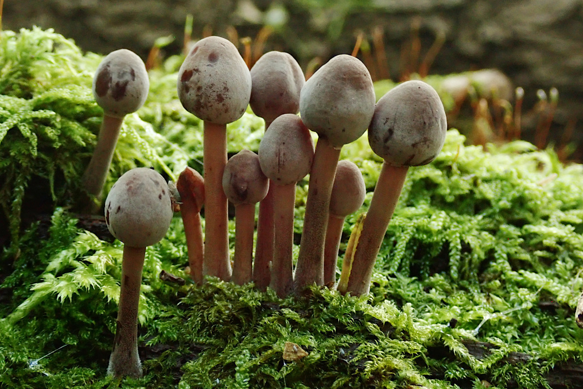 04_Mycena haematopus_10-2021.jpg