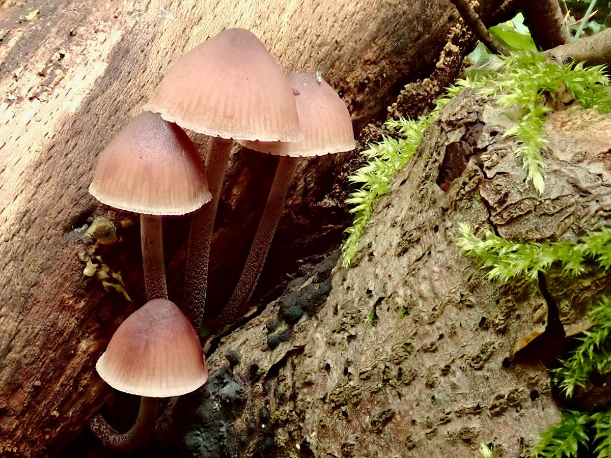 03_Mycena haematopus-a_09-2021.jpg