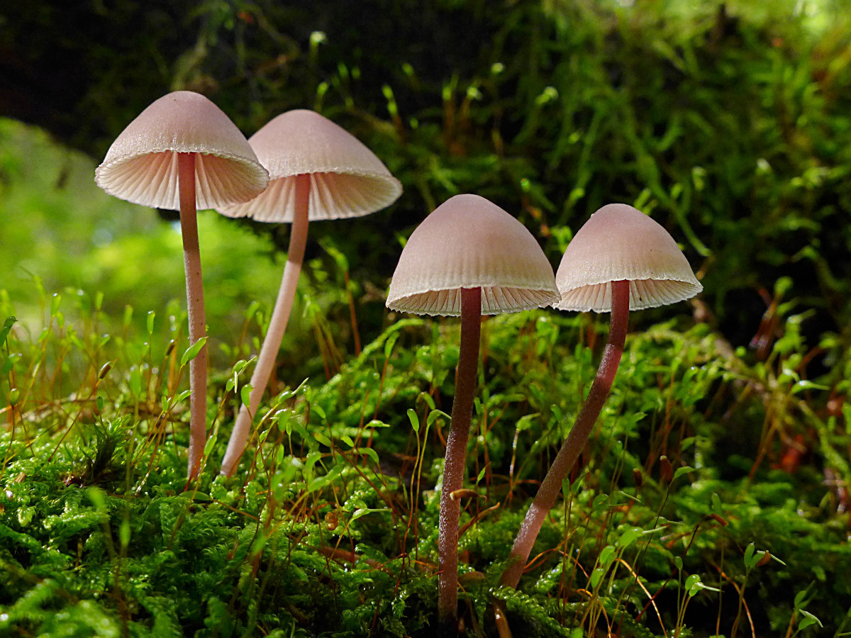 02_Mycena haematopus eine Woche später_09-2015.jpg