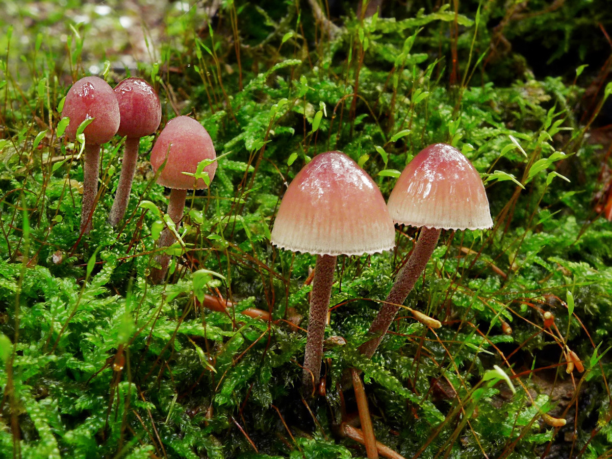 01_Mycena haematopus bei Regen_09-2015.jpg