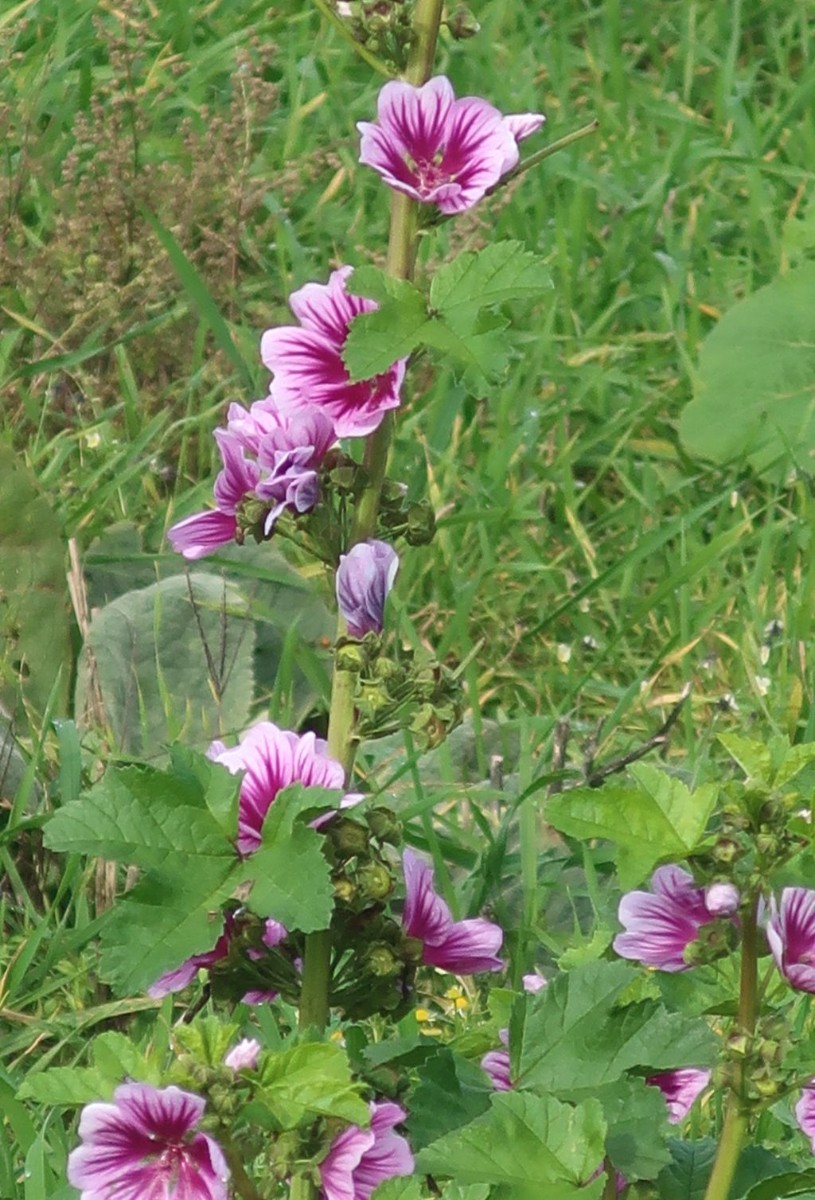 Von Malva sylvestris blühten beide Unterarten nebeneinander.