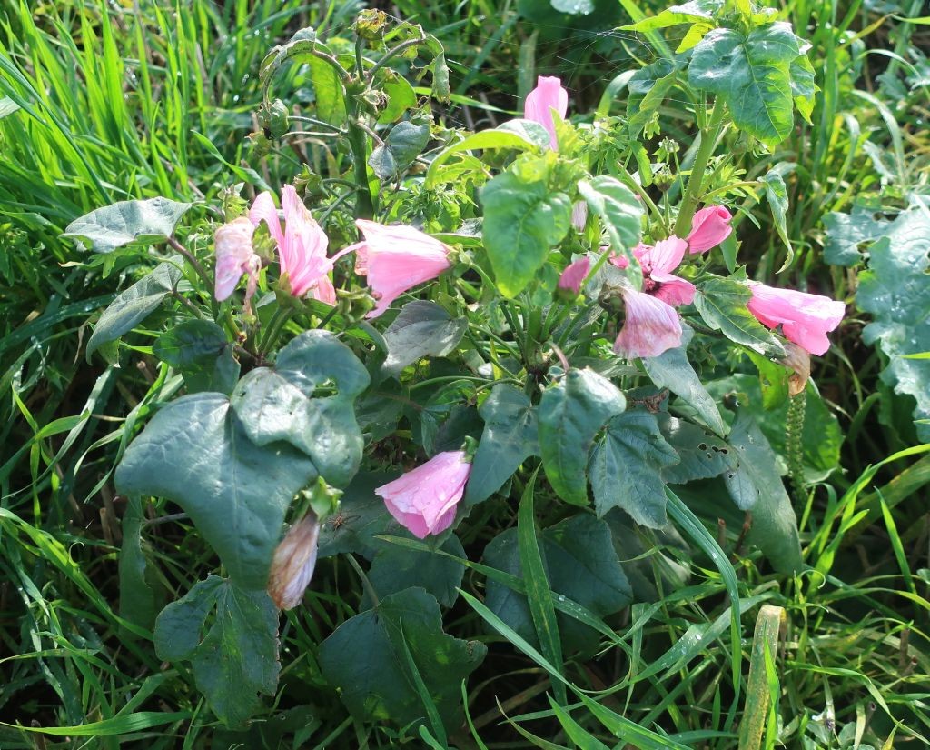 Malva trimestris war mir neu.