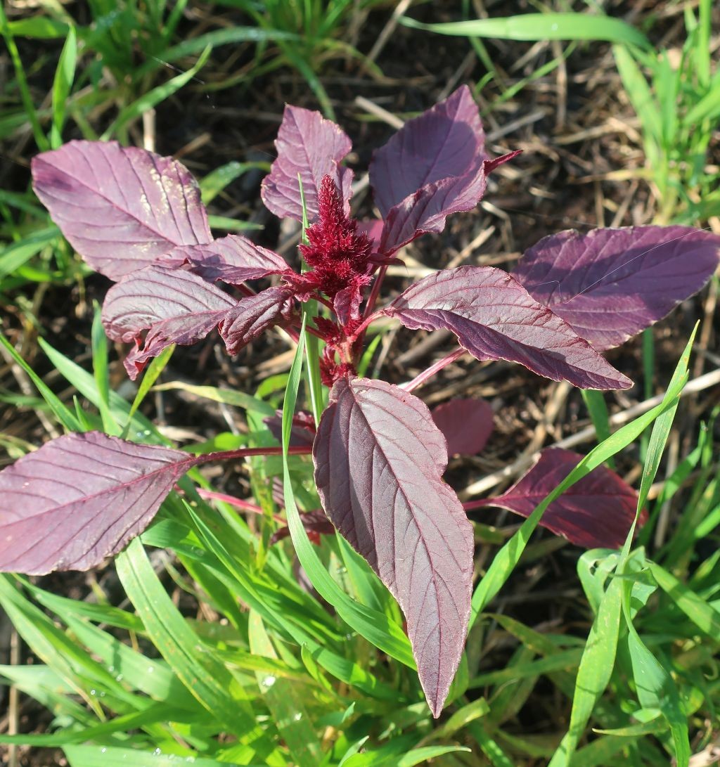 Das sollte mit den spitz zulaufenden, lang gestielten Blättern Amaranthus hypochondriacus sein.