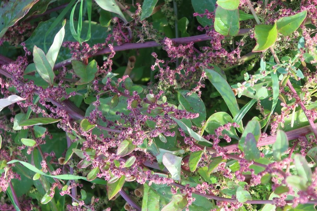 Neben Chenopodium album in vielerlei Gestalt gab es hiervon einen Massenbestand.