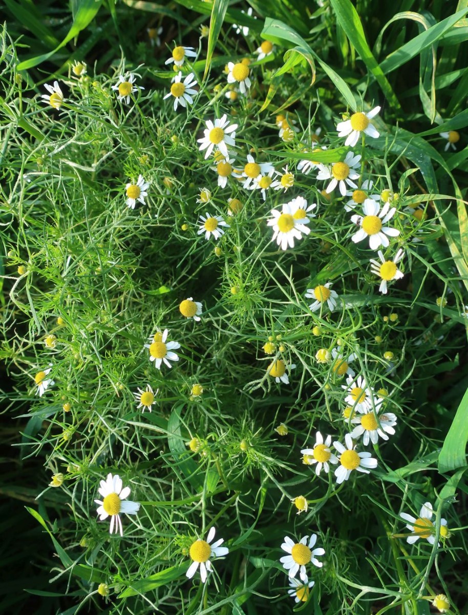 Die blühte, als ob's noch Sommer wäre.