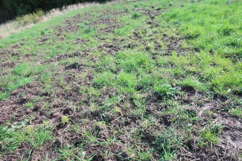 Auch den Wildschweinen vom benachbarten Wald gefällt es hier.