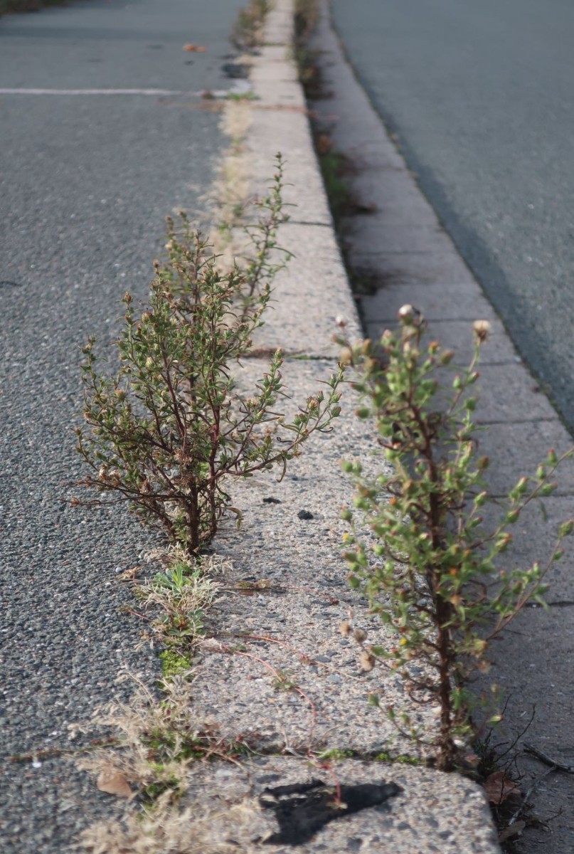 Gehört zwar nicht mehr hierher, aber stand so schön am Straßenrand: Dittrichia graveolens in etwa einem Dutzend Exemplaren, doppelt so viele wie letztes Jahr.