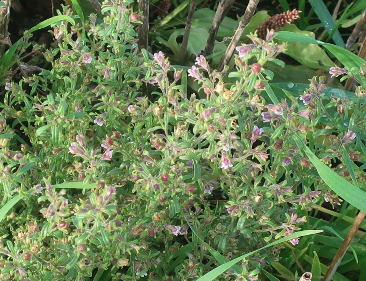 Chaenorhinum 1_LIF_2024-10-15.jpg