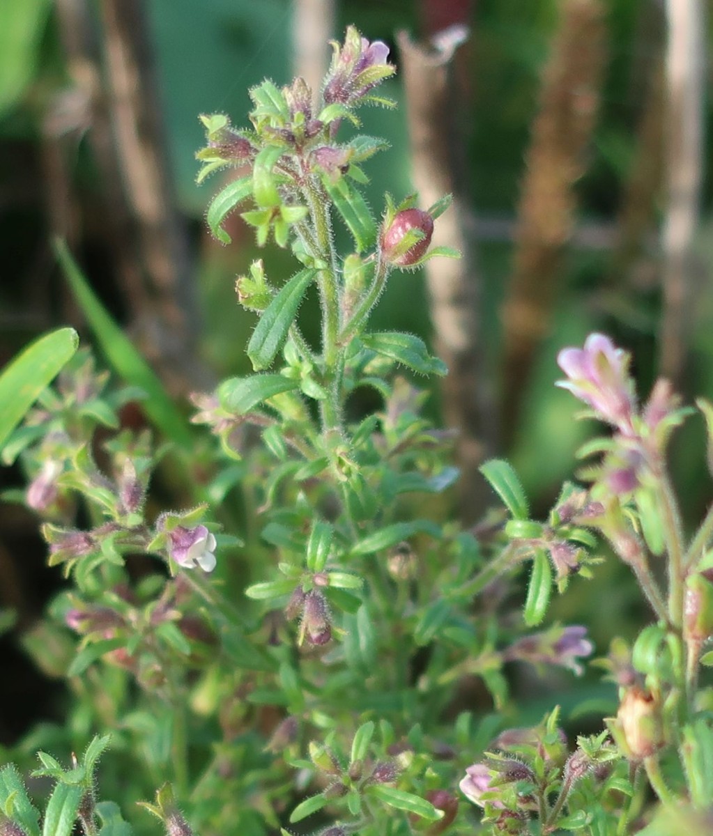 Chaenorhinum 2_LIF_2024-10-15.jpg