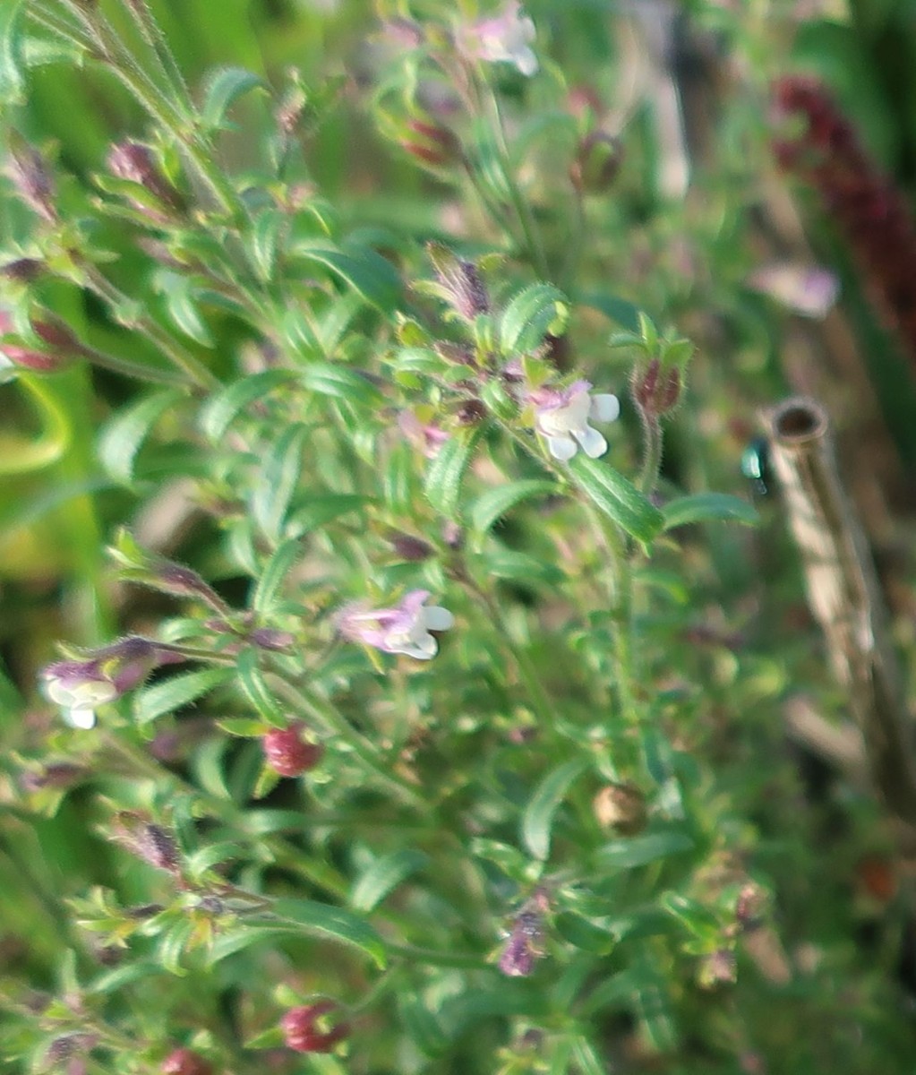 Chaenorhinum 3_LIF_2024-10-15.jpg