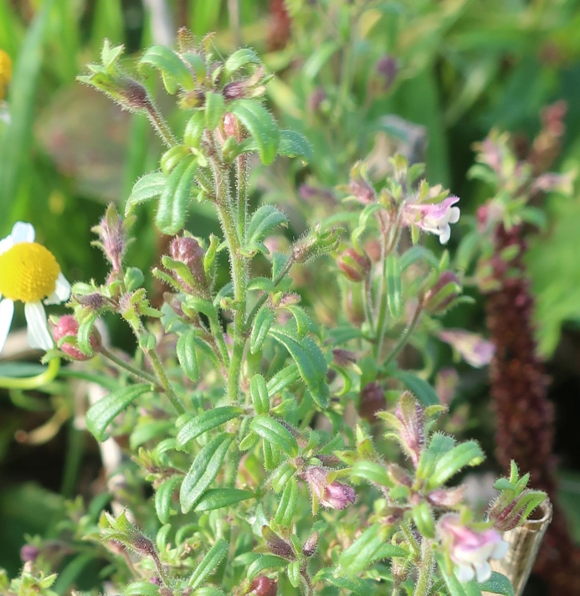 Chaenorhinum 4_LIF_2024-10-15.jpg