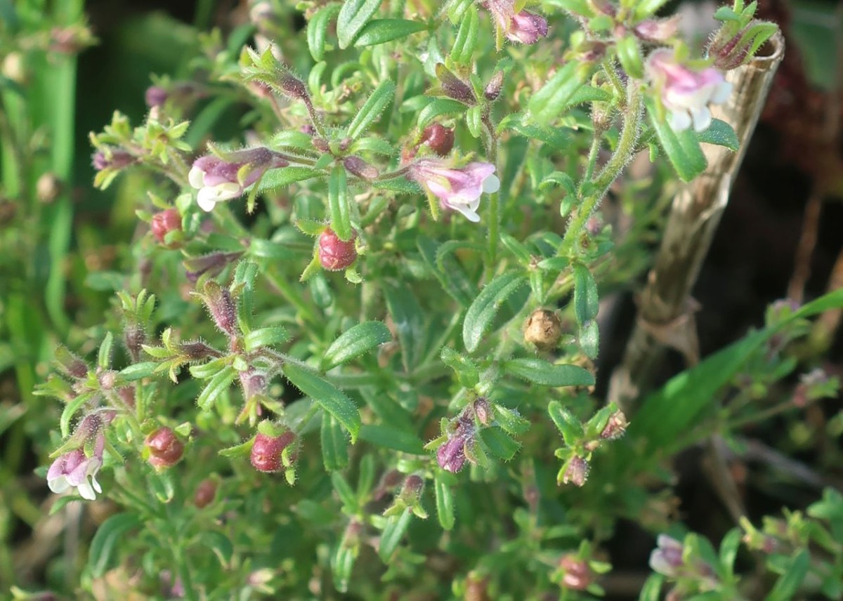 Chaenorhinum 5_LIF_2024-10-15.jpg