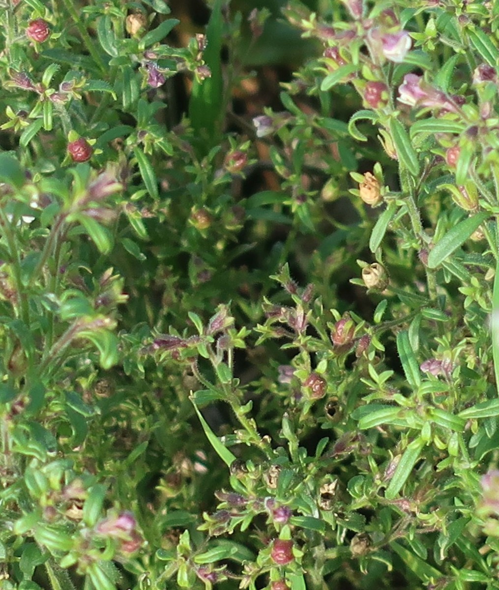 Chaenorhinum 6_LIF_2024-10-15.jpg