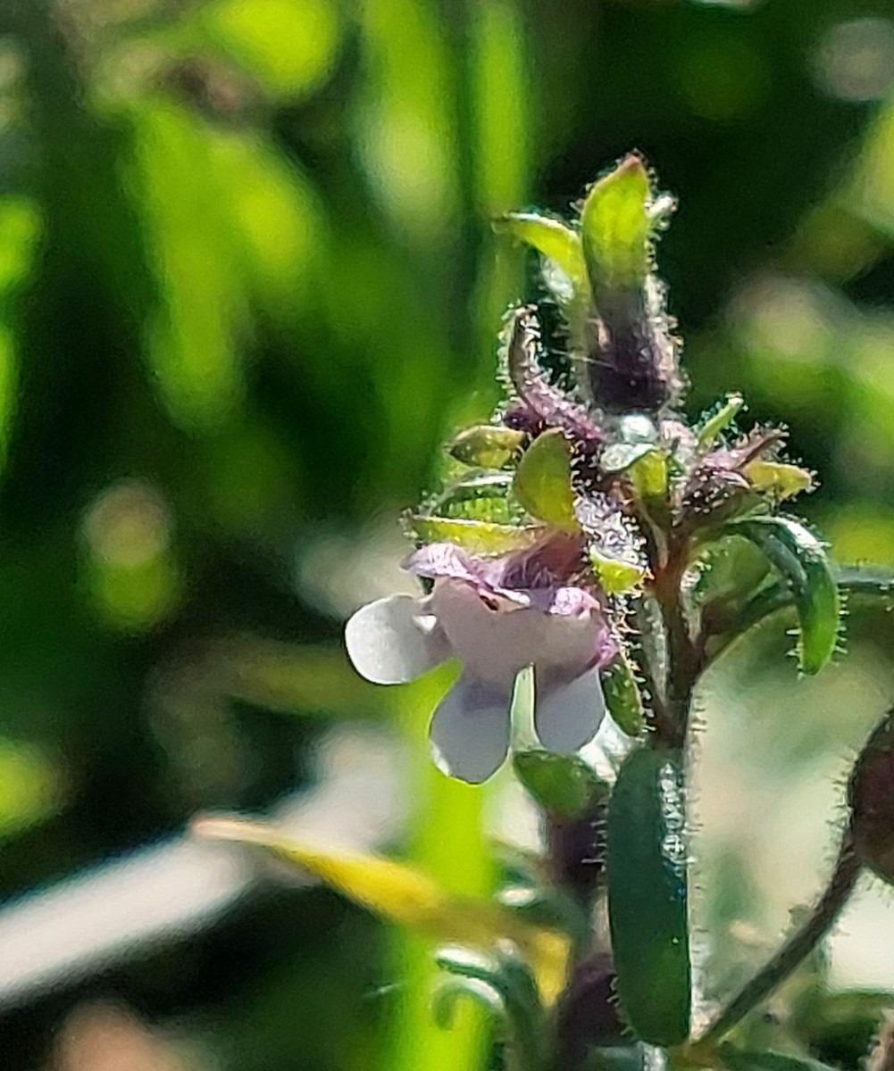 Chaenorhinum 1_LIF_2024-10-16.jpg