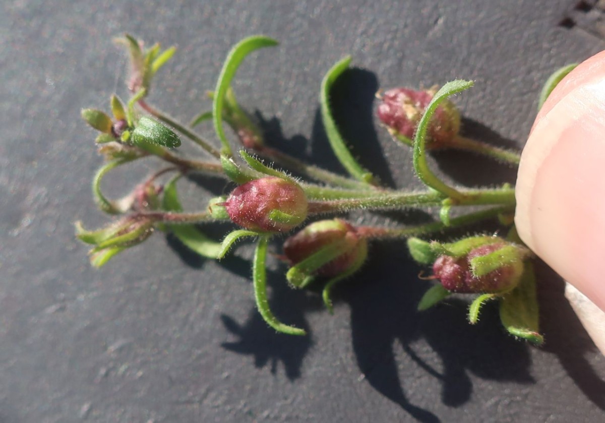 Chaenorhinum 2_LIF_2024-10-16.jpg