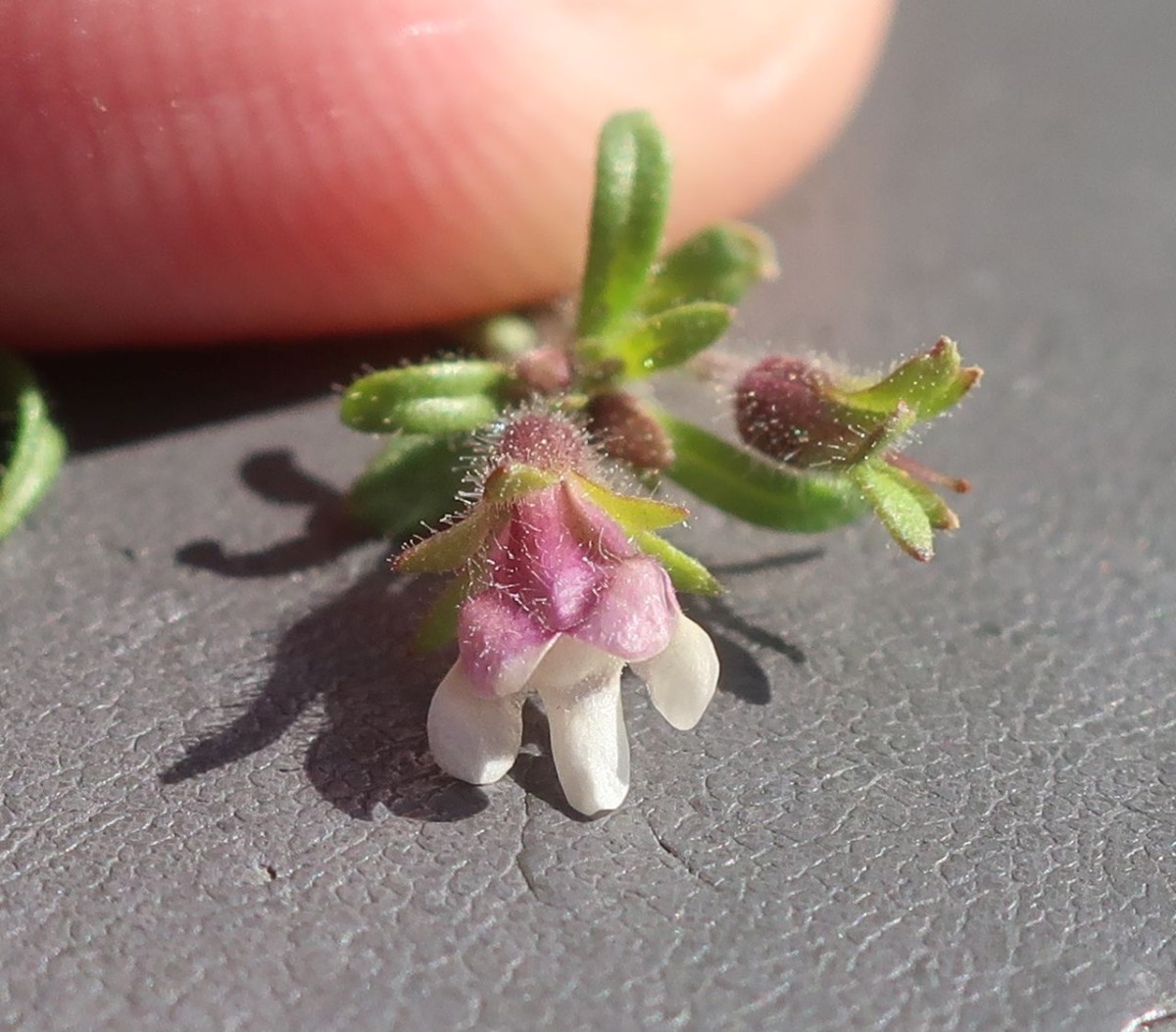 Chaenorhinum 3_LIF_2024-10-16.jpg