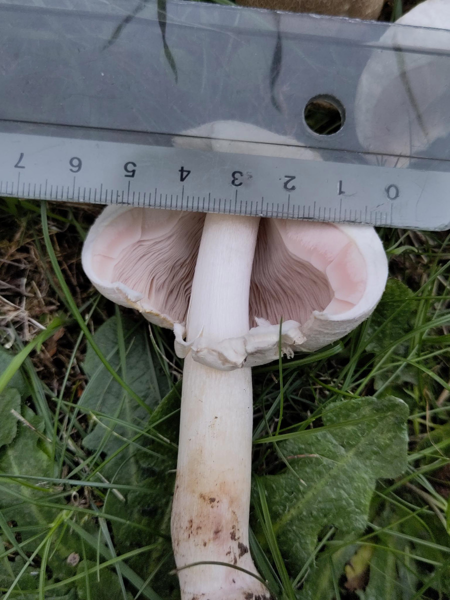 2_Pilz_Hutdurchmesser_signal-2024-10-16-180653_002.jpeg