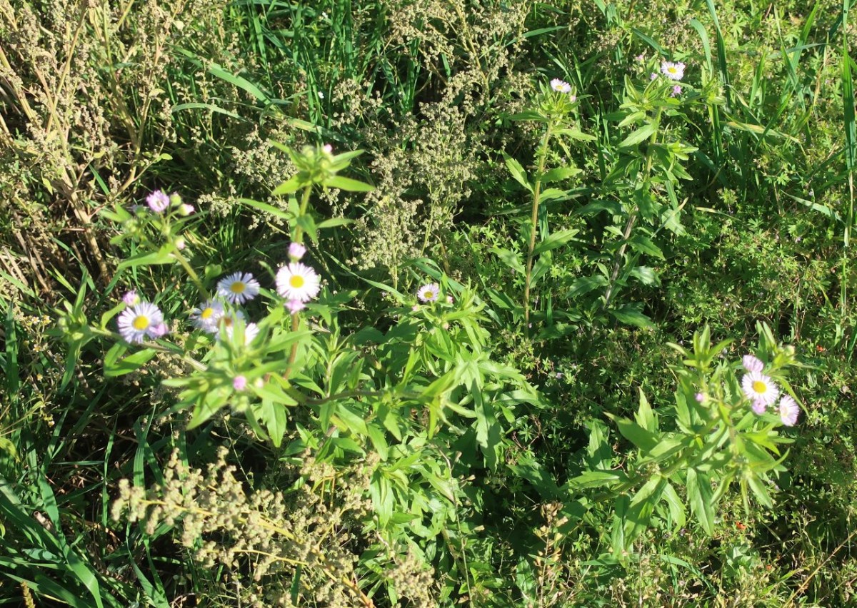 Erigeron annuus 1_LIF_2024-10-16.jpg