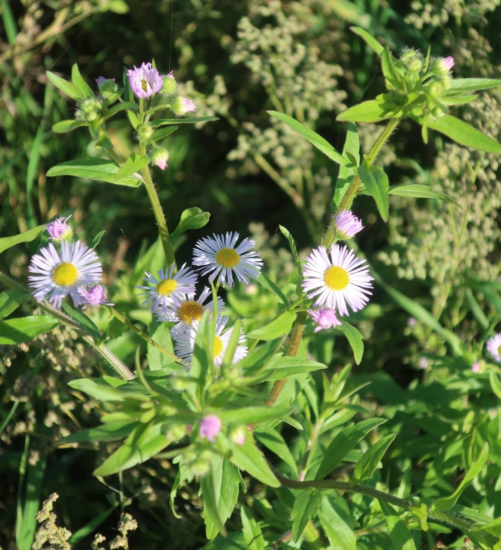 Erigeron annuus 2_LIF_2024-10-16.jpg