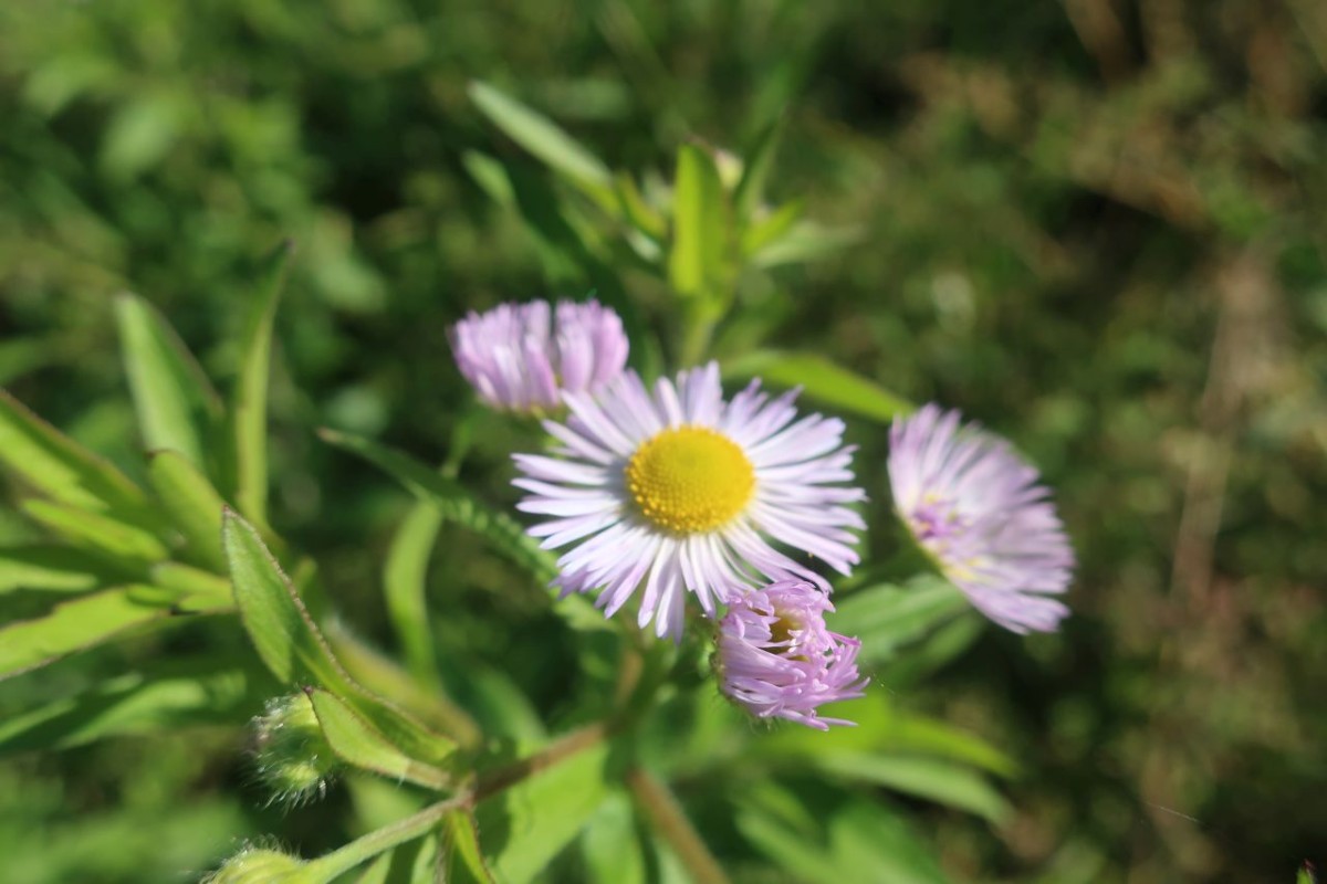 Erigeron annuus 3_LIF_2024-10-16.jpg