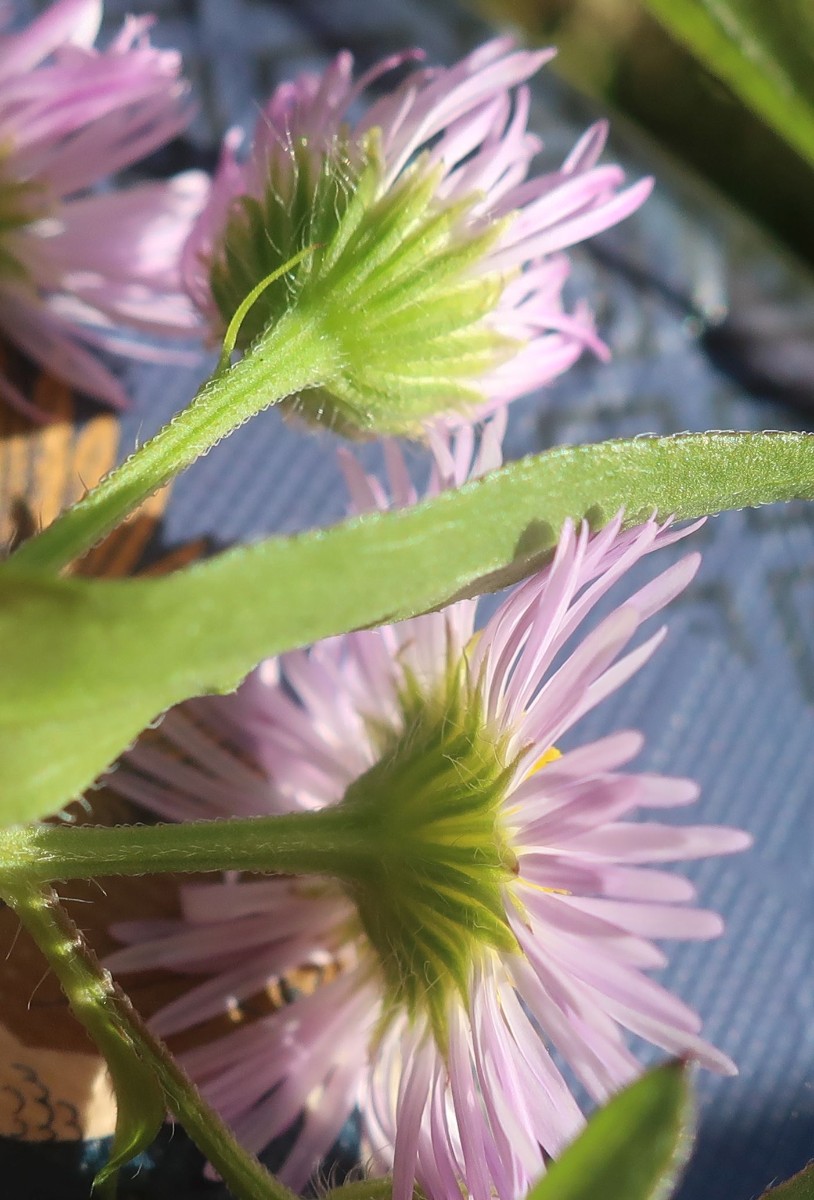 Erigeron annuus 5_LIF_2024-10-16.jpg