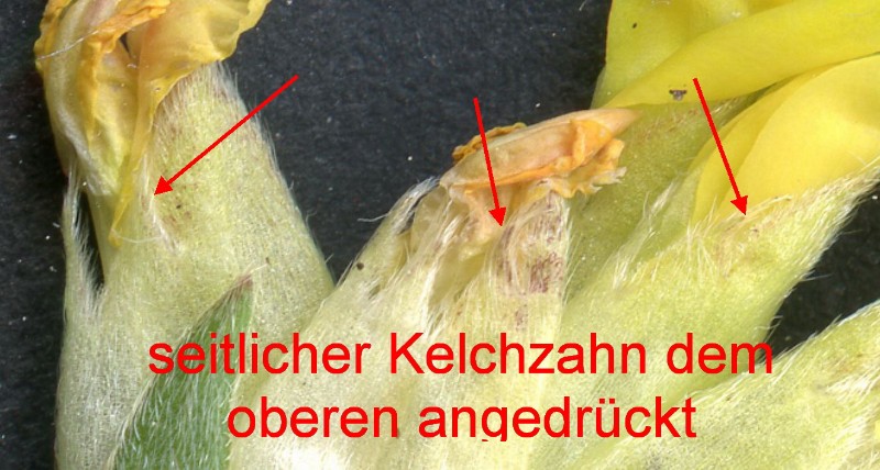 Anthyllis vulneraria subsp vulneraria, Mainfranken