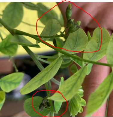 blüte_Fragezeichen..PNG