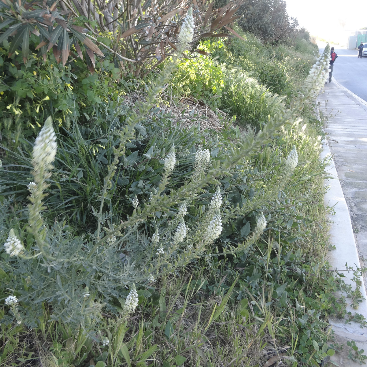 DSC00714.jpg