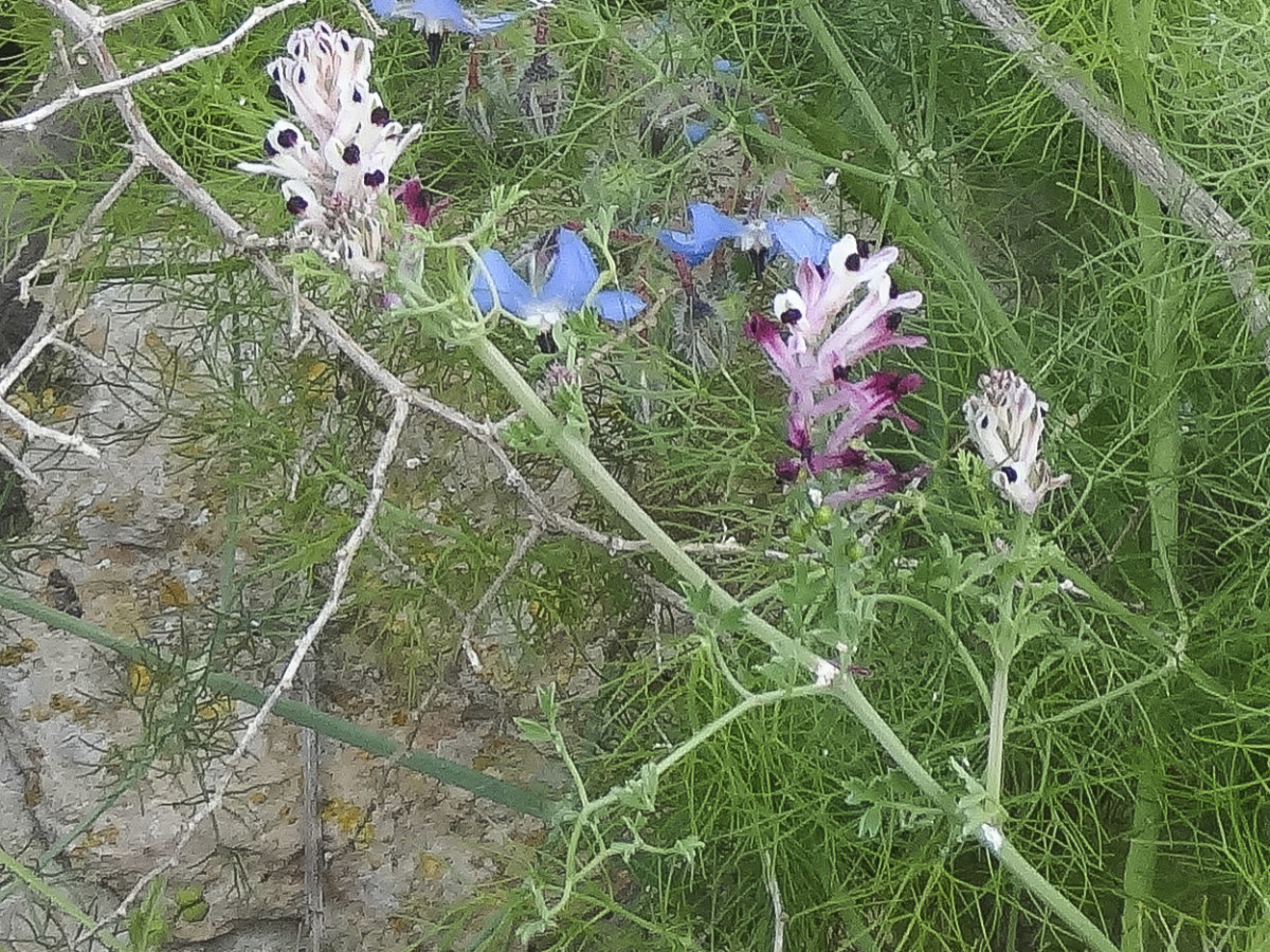DSC00854.jpg