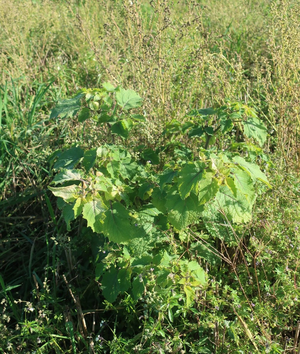 Physalis_LIF 1_2024-10-16.jpg