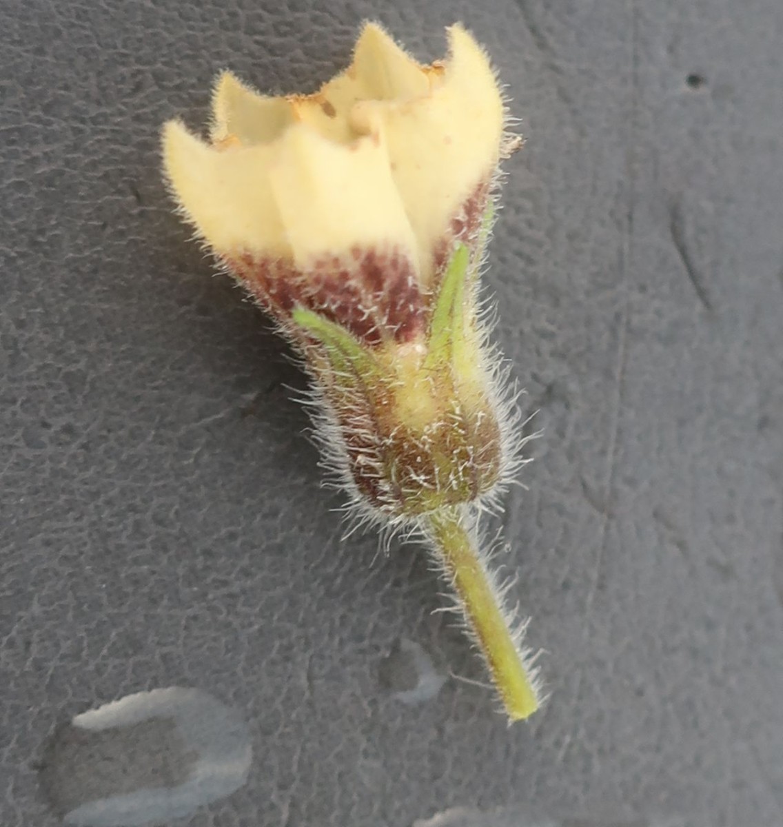 Physalis_LIF 3_2024-10-18.jpg